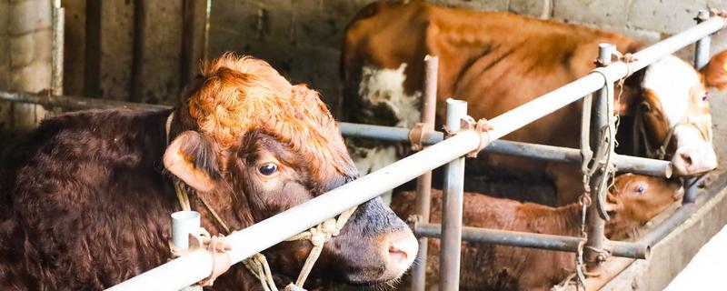 母牛产犊后过多久会打栏，经过30-72天左右会再次发情