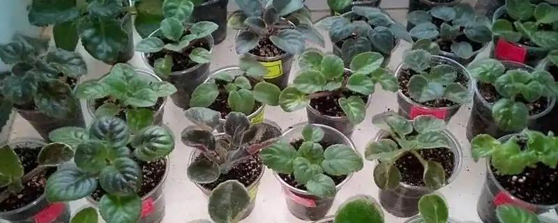 紫罗兰的扦插方法，最好是在春季进行