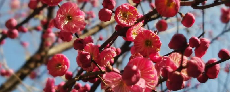 梅兰竹菊分别代表的品质，梅花代表着坚韧不拔、百折不挠等