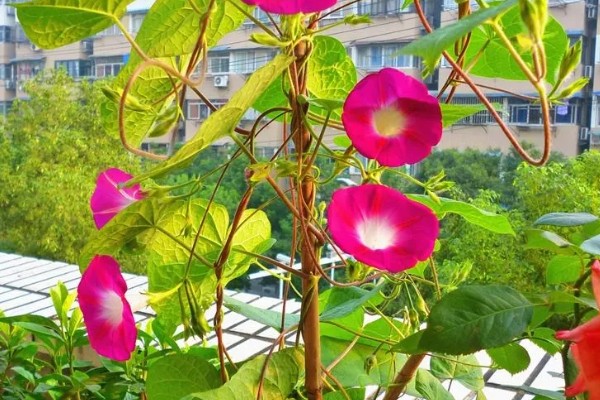 喇叭花有什么习性,对光照的需求较多