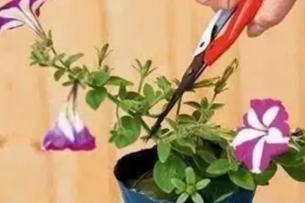 喇叭花有什么习性,对光照的需求较多