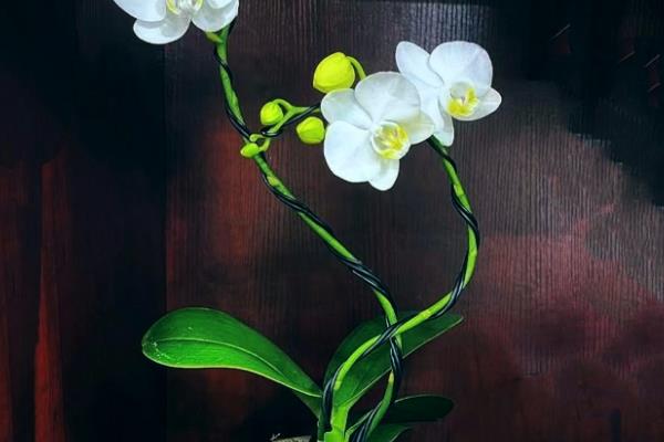 蝴蝶兰冬天怎样过冬,需要为其控制浇水