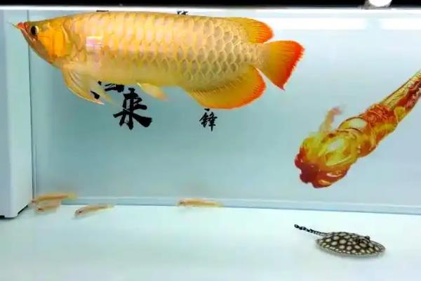 银龙鱼适合和什么鱼一起养，适合与飞凤鱼、鹦鹉鱼等混养
