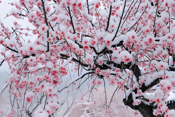 梅兰竹菊分别代表的品质，梅花代表着坚韧不拔、百折不挠等