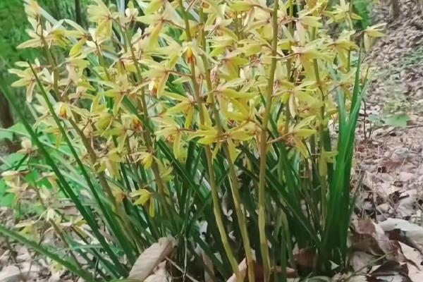 梅兰竹菊分别代表的品质，梅花代表着坚韧不拔、百折不挠等