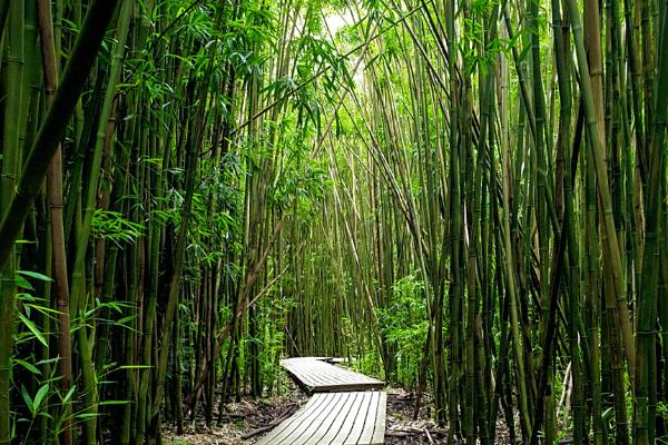 梅兰竹菊分别代表的品质，梅花代表着坚韧不拔、百折不挠等