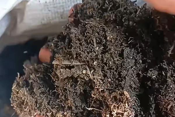 双喜藤怎样扦插，春夏秋三季均可进行