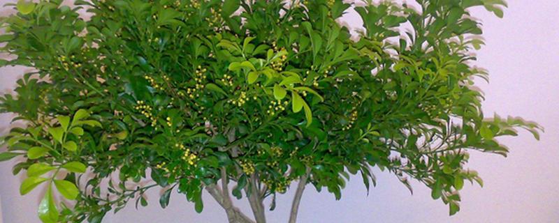 米兰夏季怎么养殖，每隔2-3天浇一次水