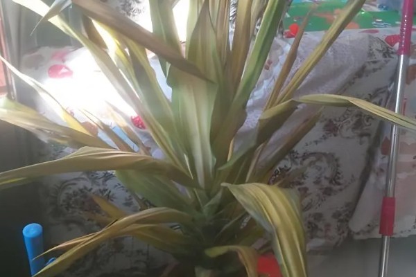 巴西铁树开花有哪些征兆，会长出花枝