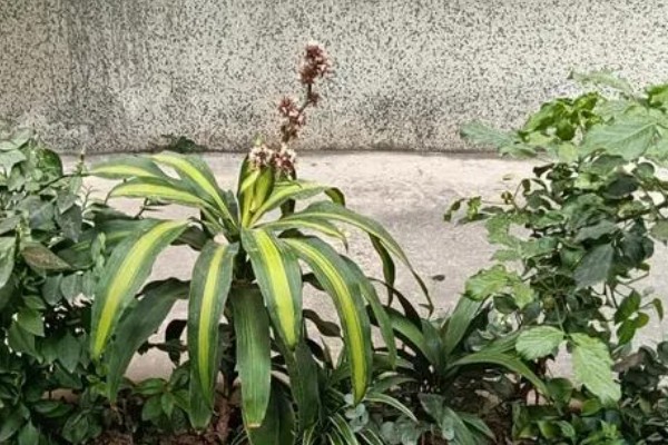 巴西铁树开花有哪些征兆，会长出花枝