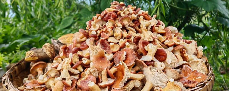 野生菌的种类，大约有250种