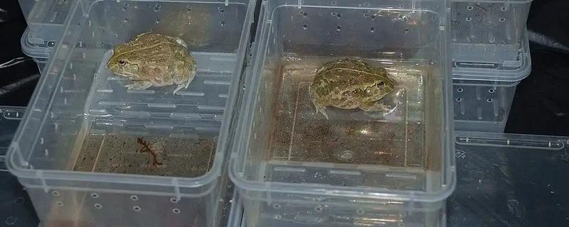 怎么养宠物牛蛙，白天把温度保持在25-32℃左右