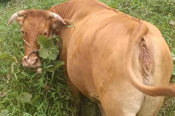 母牛产犊后过多久会打栏，经过30-72天左右会再次发情