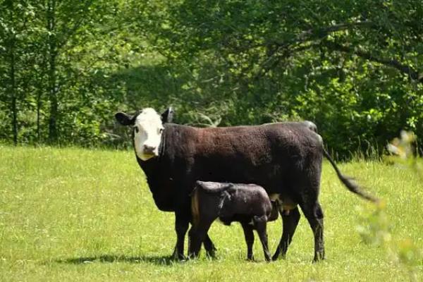母牛产犊后过多久会打栏，经过30-72天左右会再次发情