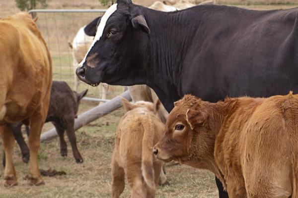 母牛产犊后过多久会打栏，经过30-72天左右会再次发情