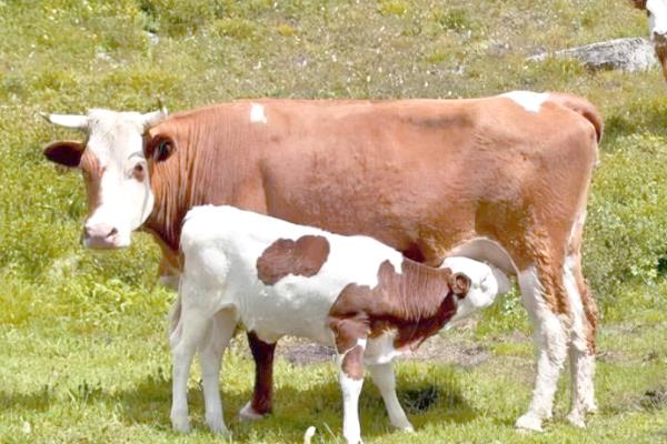 母牛产犊后过多久会打栏，经过30-72天左右会再次发情