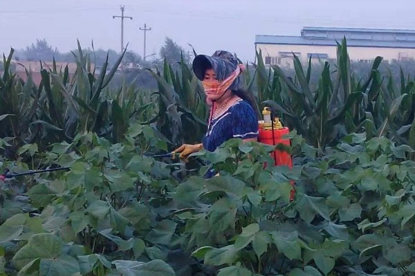 灭幼脲的作用是什么,主要表现为胃毒