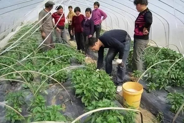 灭幼脲的作用是什么,主要表现为胃毒