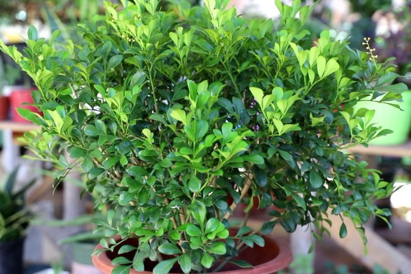 米兰夏季怎么养殖，每隔2-3天浇一次水