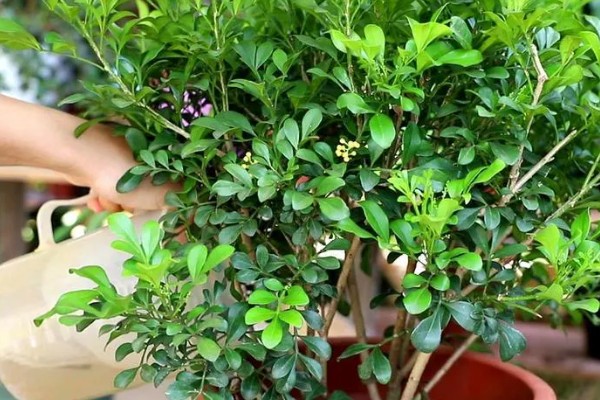 米兰夏季怎么养殖，每隔2-3天浇一次水