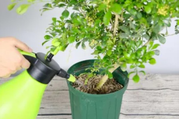 米兰夏季怎么养殖，每隔2-3天浇一次水