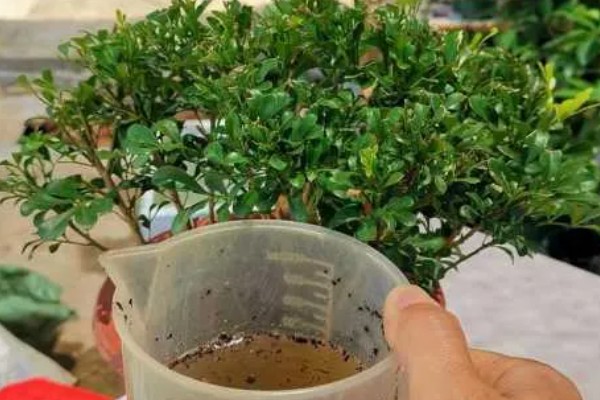 米兰夏季怎么养殖，每隔2-3天浇一次水