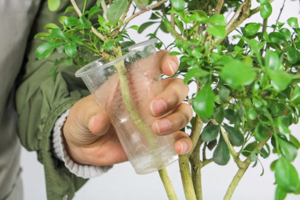 米兰夏季怎么养殖，每隔2-3天浇一次水