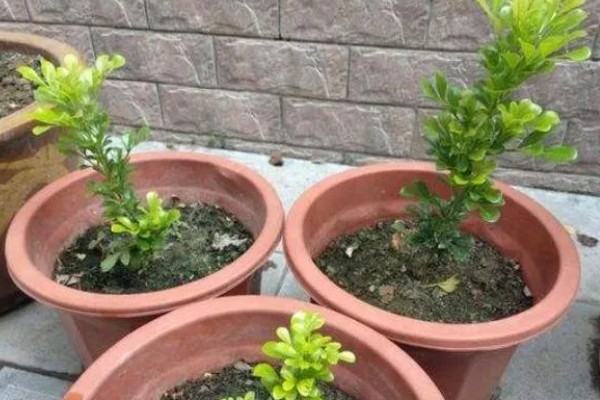 米兰夏季怎么养殖，每隔2-3天浇一次水