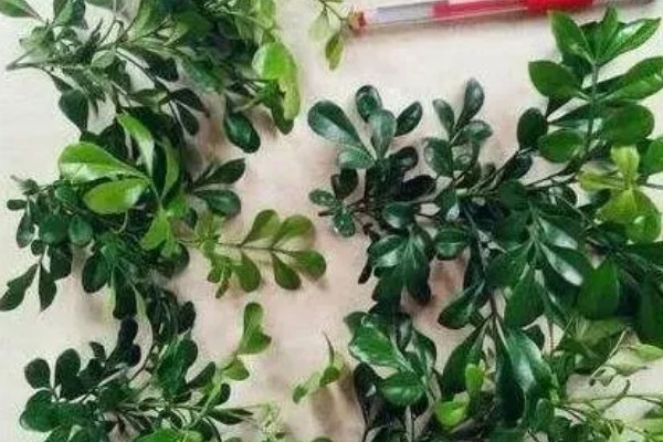 米兰夏季怎么养殖，每隔2-3天浇一次水