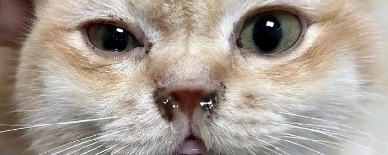 猫鼻支的症状，初期表现为流鼻涕、腹泻等