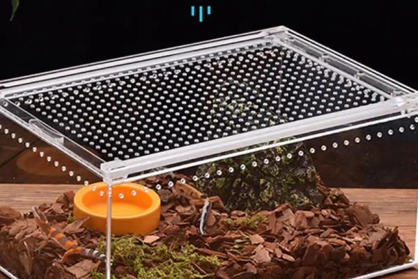 怎么养宠物牛蛙，白天把温度保持在25-32℃左右