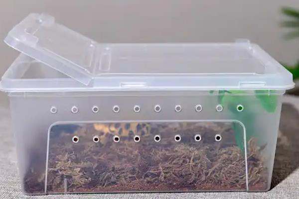 怎么养宠物牛蛙，白天把温度保持在25-32℃左右