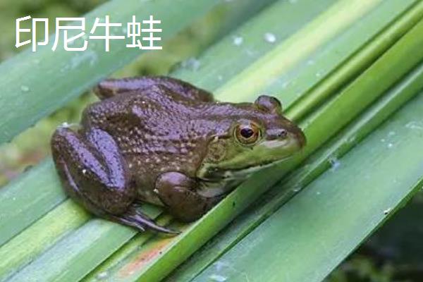 怎么养宠物牛蛙，白天把温度保持在25-32℃左右