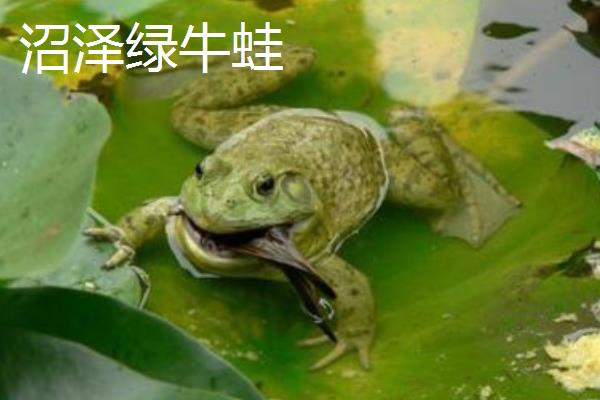 怎么养宠物牛蛙，白天把温度保持在25-32℃左右