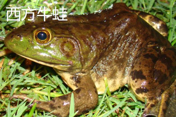 怎么养宠物牛蛙，白天把温度保持在25-32℃左右