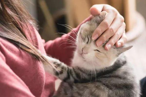 什么时候抱猫咪让它舒服，主动粘你的时候抱合适