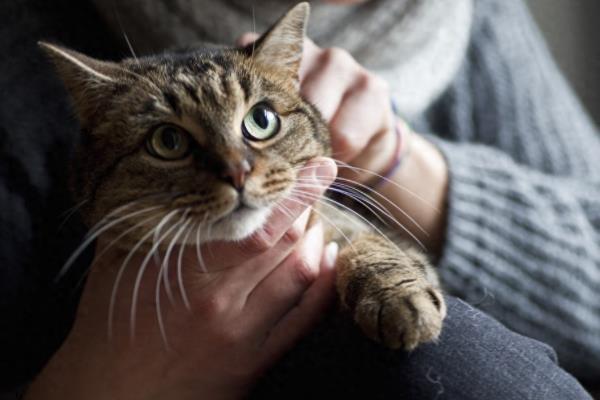 什么时候抱猫咪让它舒服，主动粘你的时候抱合适