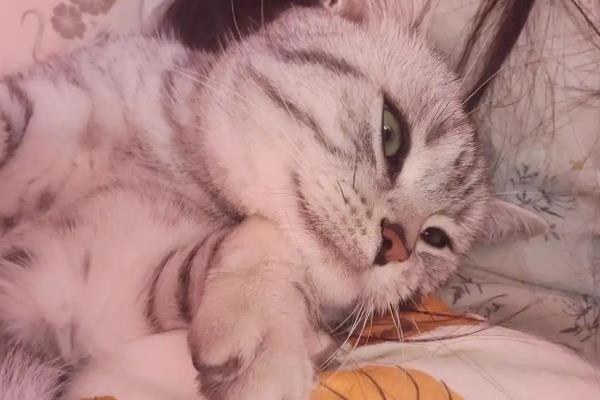 什么时候抱猫咪让它舒服，主动粘你的时候抱合适
