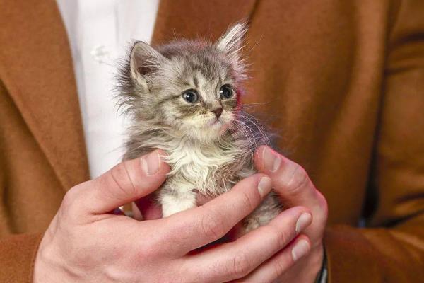 什么时候抱猫咪让它舒服，主动粘你的时候抱合适