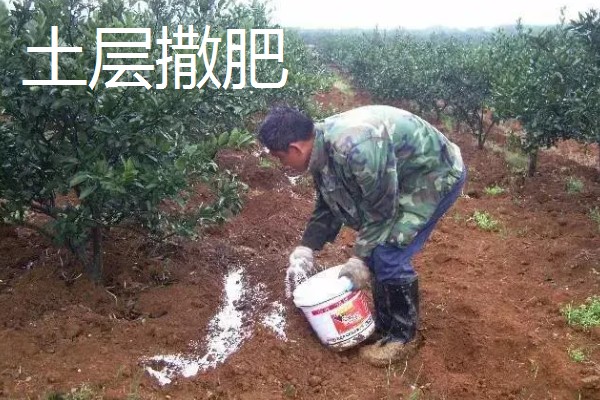 果树的追肥方法，土层撒肥被广泛使用