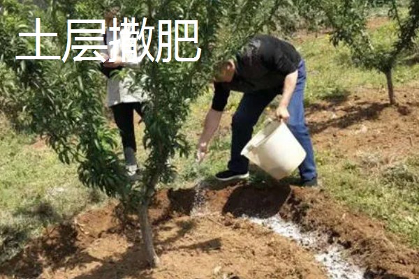 果树的追肥方法，土层撒肥被广泛使用