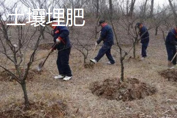 果树的追肥方法，土层撒肥被广泛使用