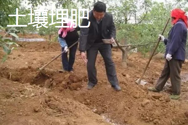果树的追肥方法，土层撒肥被广泛使用