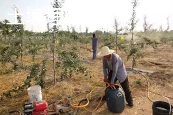 果树的追肥方法，土层撒肥被广泛使用