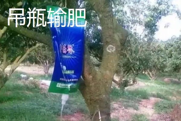 果树的追肥方法，土层撒肥被广泛使用