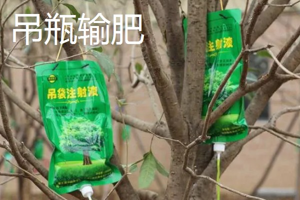果树的追肥方法，土层撒肥被广泛使用