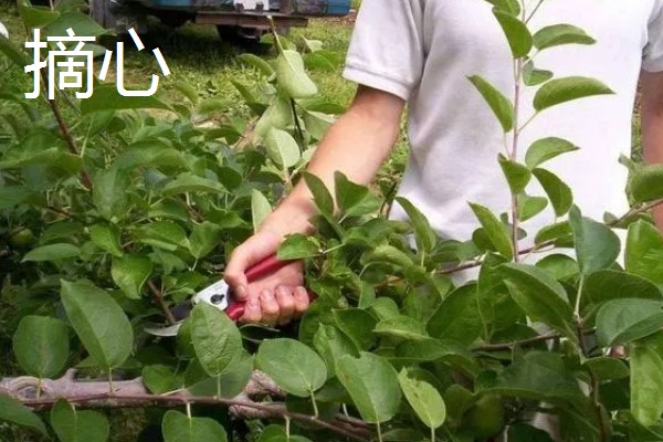 果树的追肥方法，土层撒肥被广泛使用