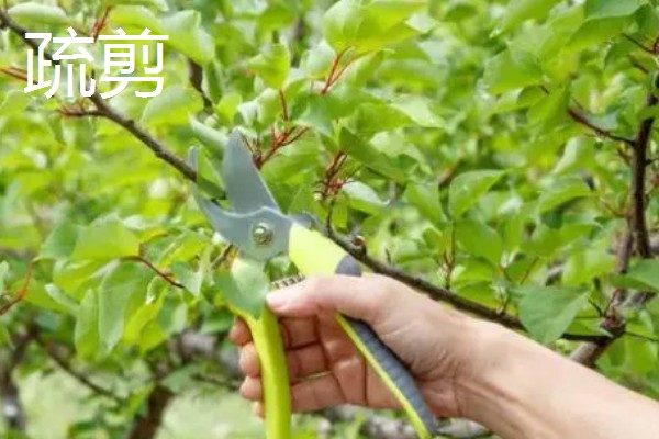 果树的追肥方法，土层撒肥被广泛使用