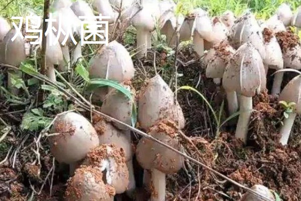 野生菌的种类,大约有250种