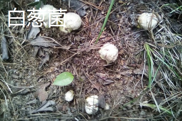 野生菌的种类,大约有250种